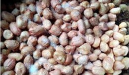 五香花生爆料视频大全集,揭秘美食背后的故事